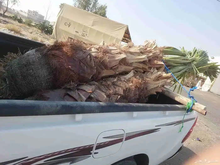 نخل واشنطن ابومروحه 1
