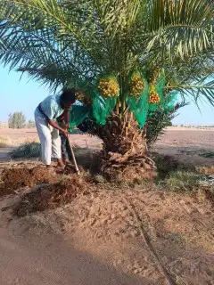 تحت إشراف ابو نايف ت توريد جميع أنواع اتخيل 1