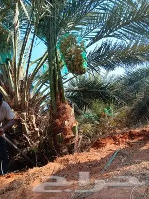 تحت إشراف ابو نايف ت توريد جميع أنواع اتخيل 2