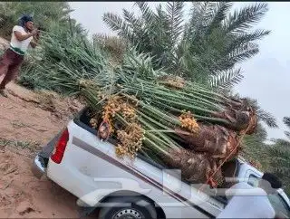 تحت إشراف ابو نايف ت توريد جميع أنواع اتخيل 3