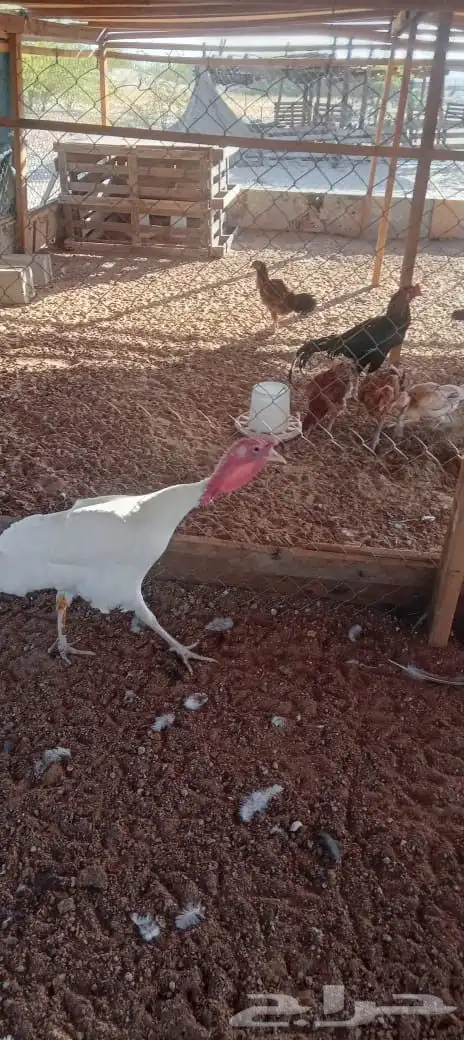 طقم رومي 2دجاج وديك 4