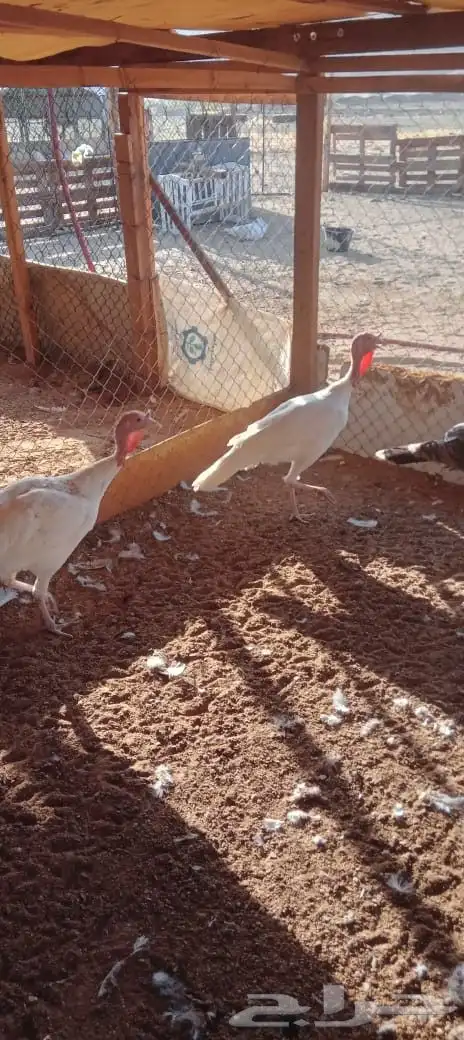 طقم رومي 2دجاج وديك 0