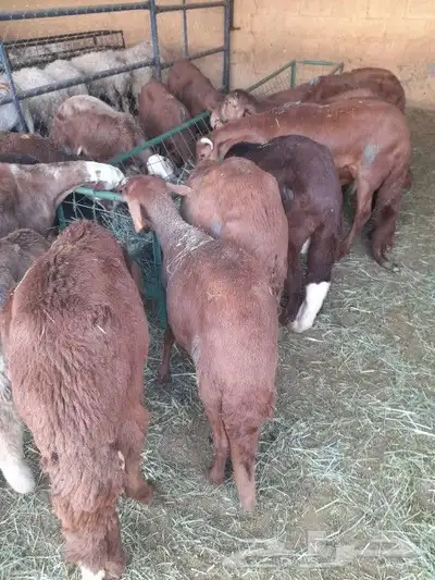نعيمى وسواكن وبربري وتيوس اسعار مناسبه للجميع 3