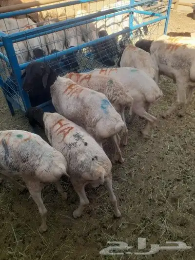 متواجد بشبوك خميس مشيط برابر وتيوس وسواكني ونعيمي 1