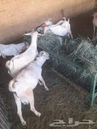 متواجد بشبوك خميس مشيط برابر وتيوس وسواكني ونعيمي 5
