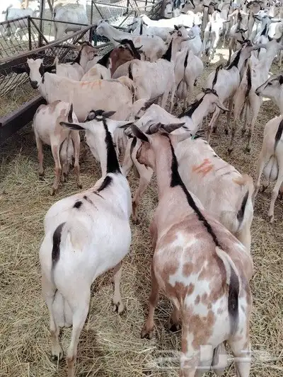 نعيمى وسواكن وبربري وتيوس اسعار مناسبه للجميع 8