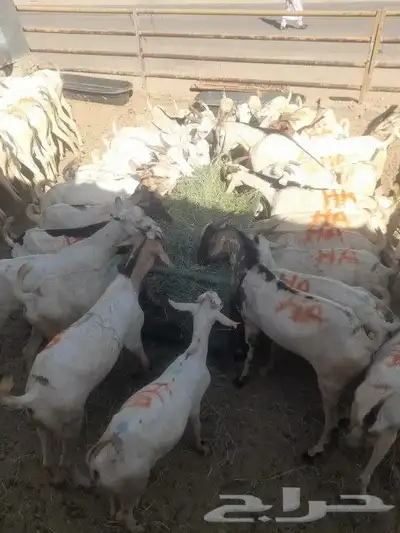 متواجد بشبوك خميس مشيط برابر وتيوس وسواكني ونعيمي 3
