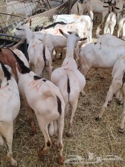 نعيمى وسواكن وبربري وتيوس اسعار مناسبه للجميع 9