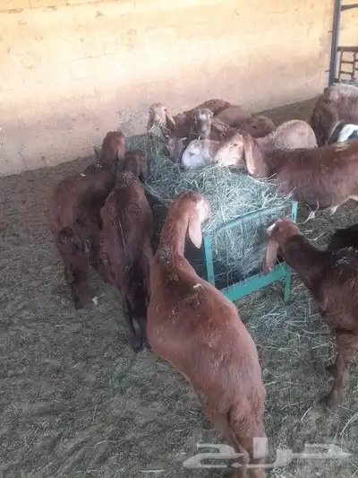 متواجد بشبوك خميس مشيط برابر وتيوس وسواكني ونعيمي 6