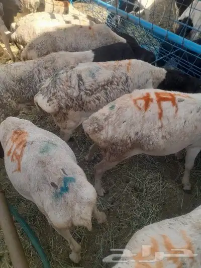 متواجد بشبوك خميس مشيط برابر وتيوس وسواكني ونعيمي 0