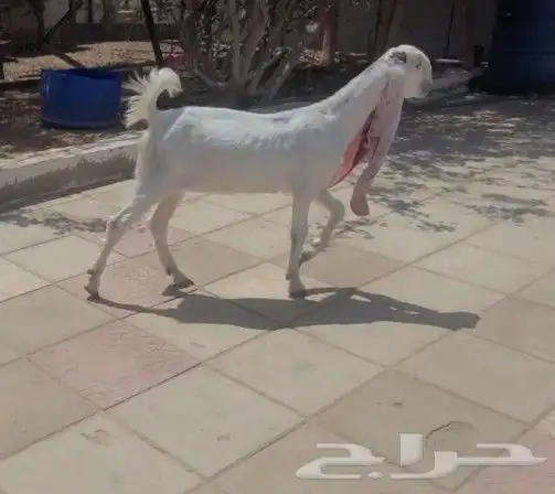 جفره حجازيه بيضاء فاخره 13