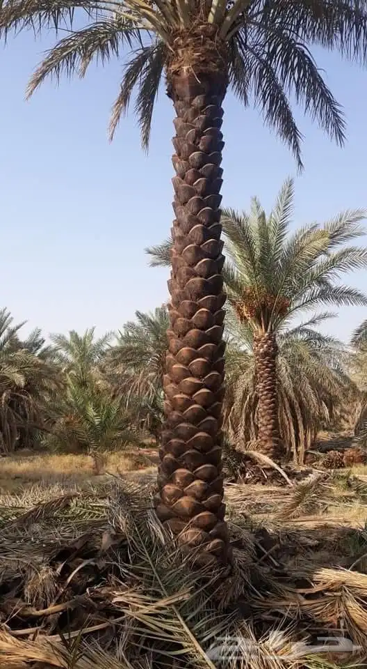 توريد  النخل  العربي  والنخل  الامريكي  واشنطن نخل 0
