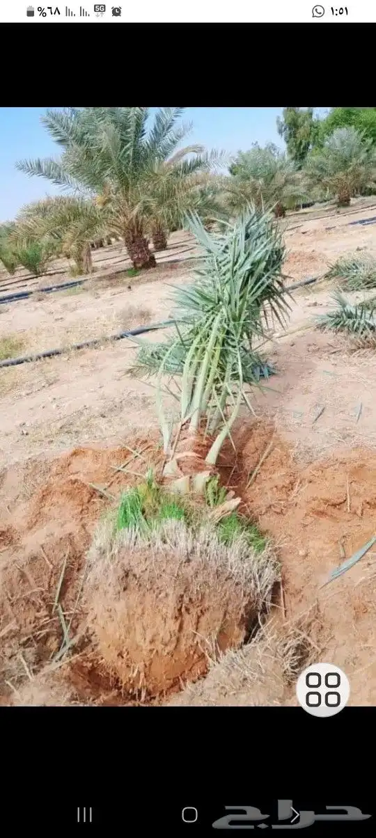 تسوير الأراضي والمزارع بالشبك 4