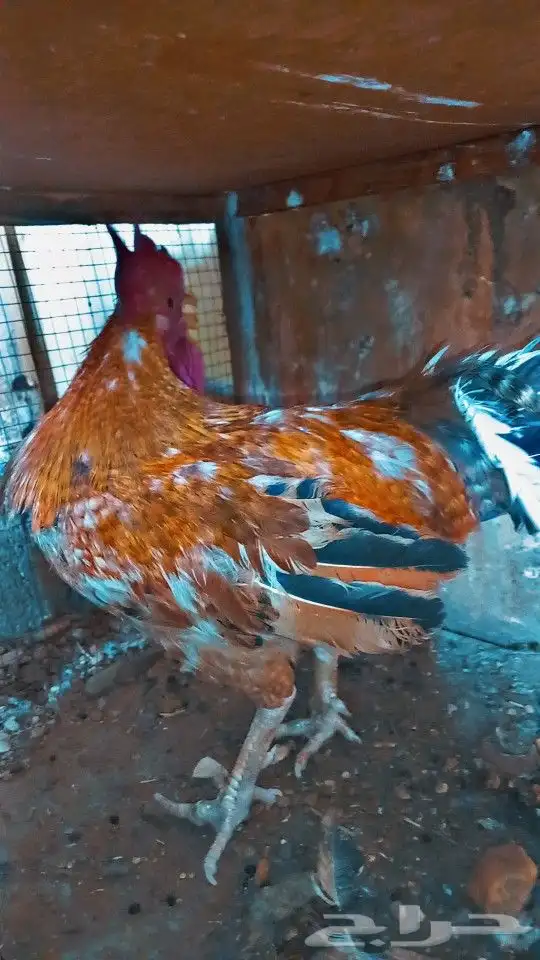 سلام عليكم ورحمة الله وبركاته 2