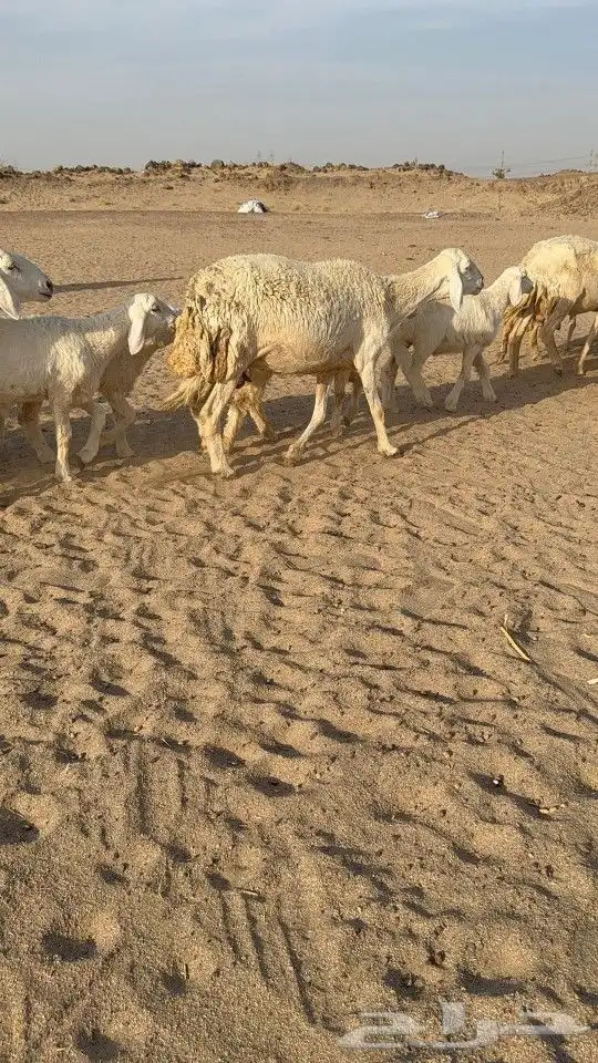 بسم الله ماشاءالله 1