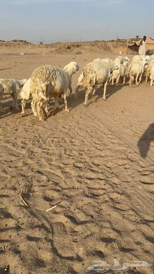 بسم الله ماشاءالله 3