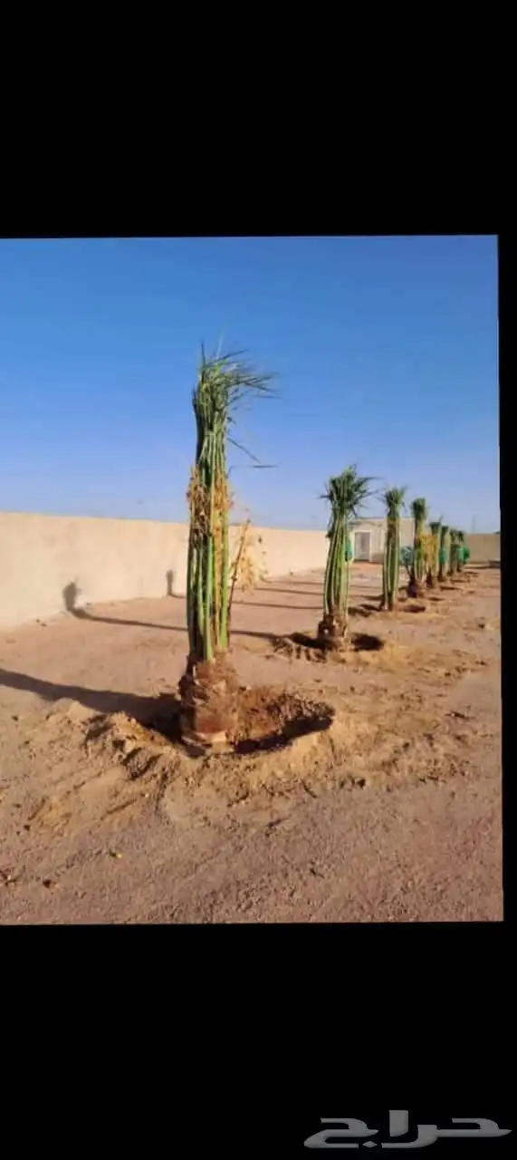 يوجد لدينا نخيل مثمر ونخيل زين 7