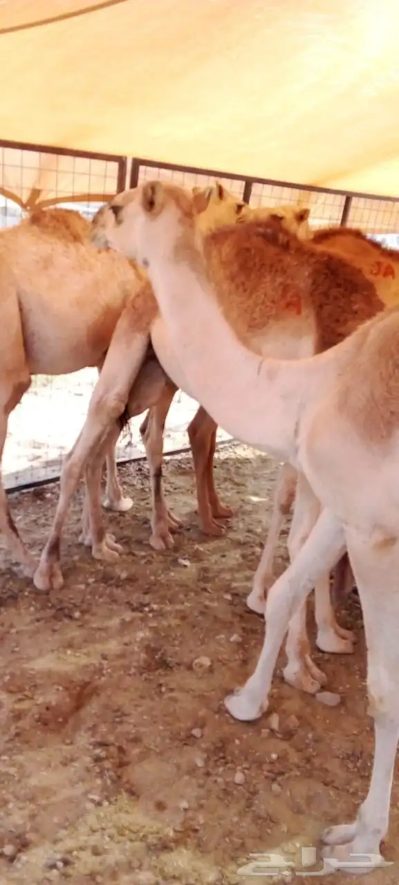 قعدان نظيفة على الشرط أعمار مناسبة وأسعار مغرية 5