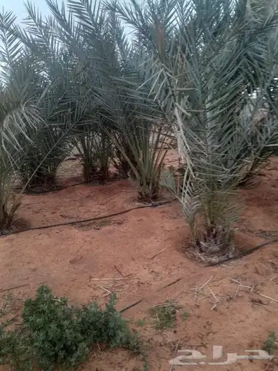 يوجد لدينا جميع انواع الفسايل 8