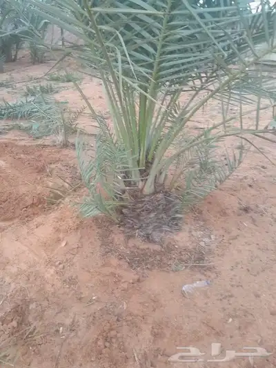 يوجد لدينا جميع انواع الفسايل 5