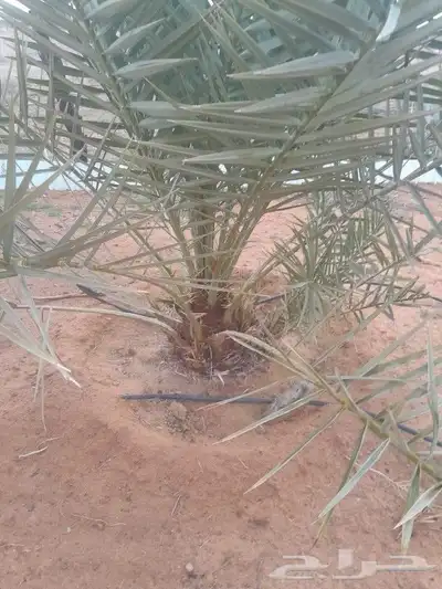 يوجد لدينا جميع انواع الفسايل 0