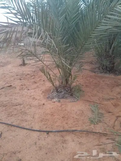 يوجد لدينا جميع انواع الفسايل 2