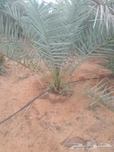 يوجد لدينا جميع انواع الفسايل 1