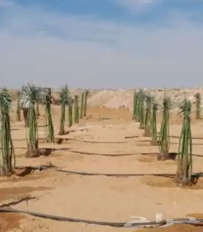 يوجد لدينا انواع النخل المقاسات والفروخ 4