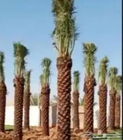 يوجد لدينا انواع النخل المقاسات والفروخ 6