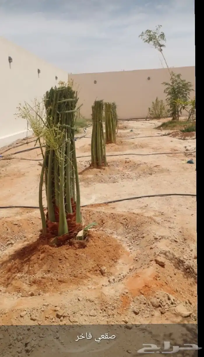 يوجد لدينا نخيل مثمر ونخيل زين 5