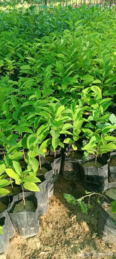 يوجد لدينا انواع النخل المقاسات والفروخ 1