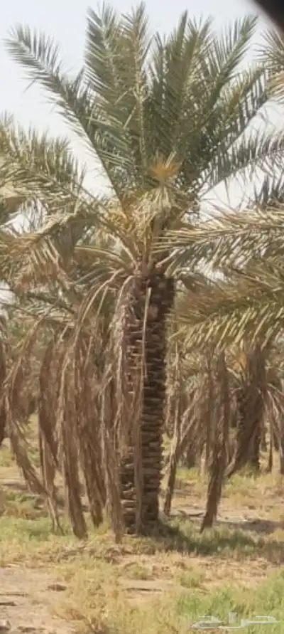 يوجد لدينا انواع النخل المقاسات والفروخ 0