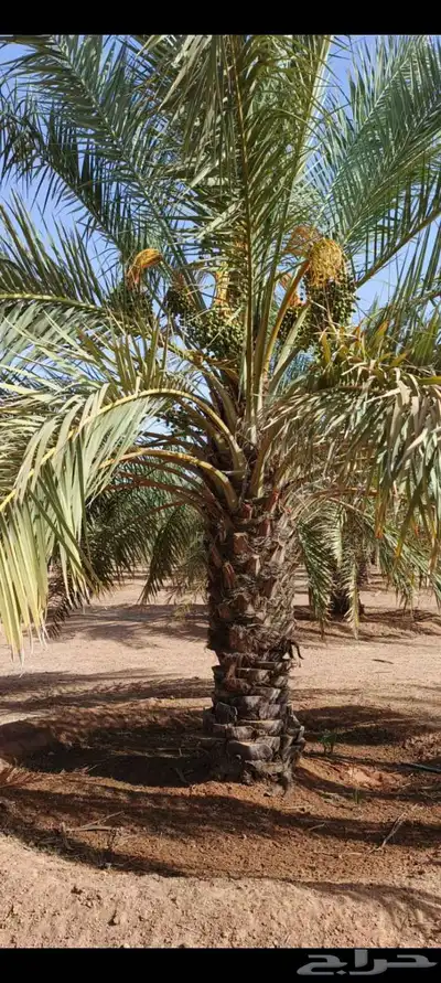 يوجد لدينا انواع النخل المقاسات والفروخ 3