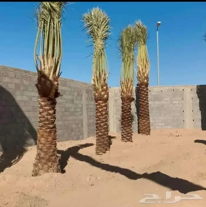 يوجد لدينا نخيل مثمر ونخيل زين 9