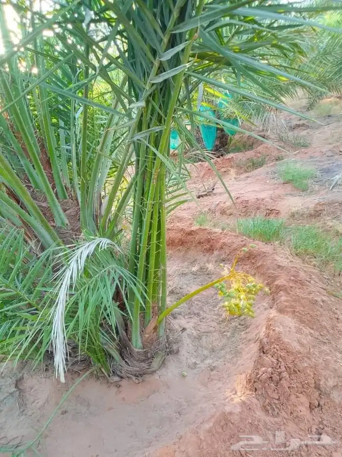 يوجد لدينا نخيل مثمر ونخيل زين 8