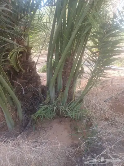 يوجد لدينا جميع انواع الفسايل 6