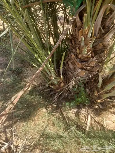 يوجد لدينا جميع انواع الفسايل 4