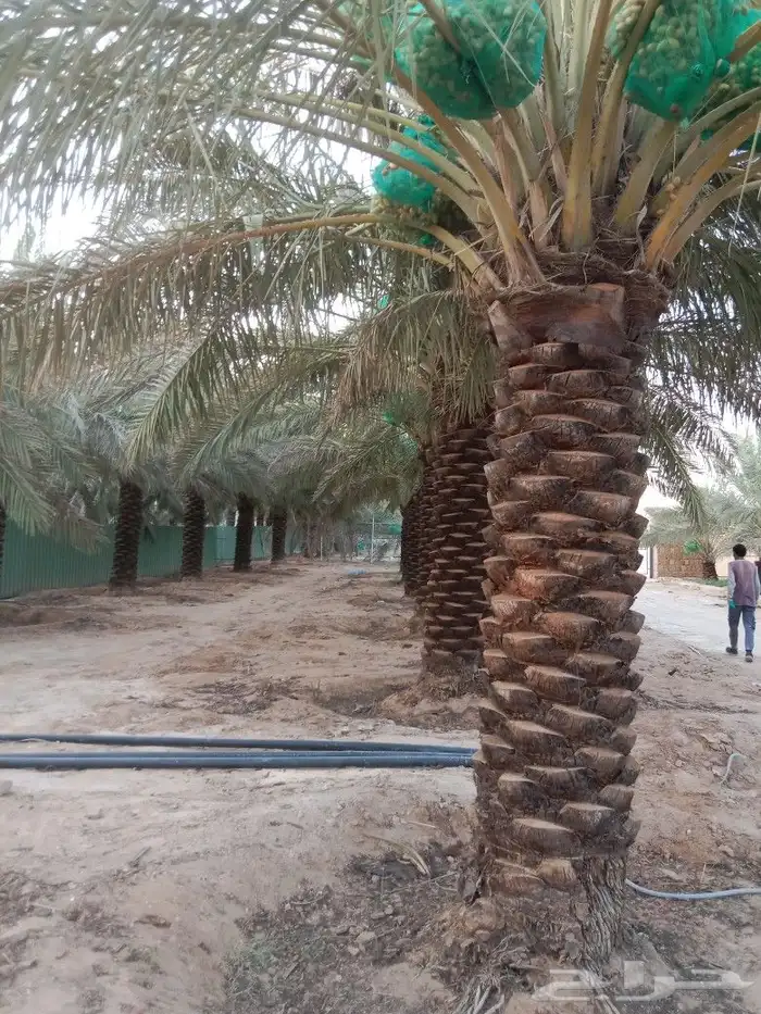 نعمل في مجال النخيل تنضيف وتحويض وتتكريب وتعديل وتكيس 1