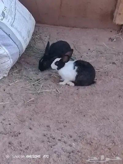 أرانب عمر من 4الي 5شهور 2