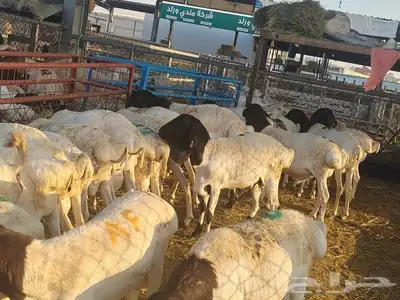 نعيمى وسواكن وبربري وتيوس اسعار مناسبه للجميع 7