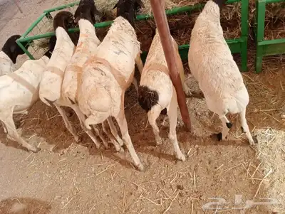 نعيمى وسواكن وبربري وتيوس اسعار مناسبه للجميع 6