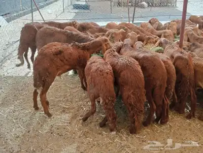 نعيمى وسواكن وبربري وتيوس اسعار مناسبه للجميع 4