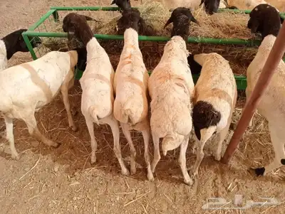 نعيمى وسواكن وبربري وتيوس اسعار مناسبه للجميع 5