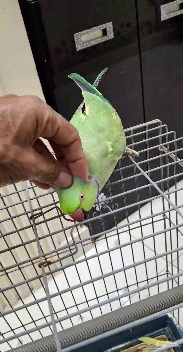 للبيع ببغاء دره هندي اليف 1