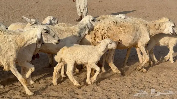 بسم الله ماشاءالله 5