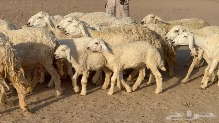 بسم الله ماشاءالله 6