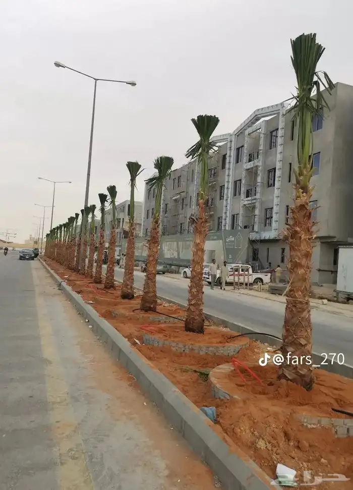 يوجد لدينا نخل عربي واشنطني خلاص ملوكي روثانا برحي سكري نبوت 8