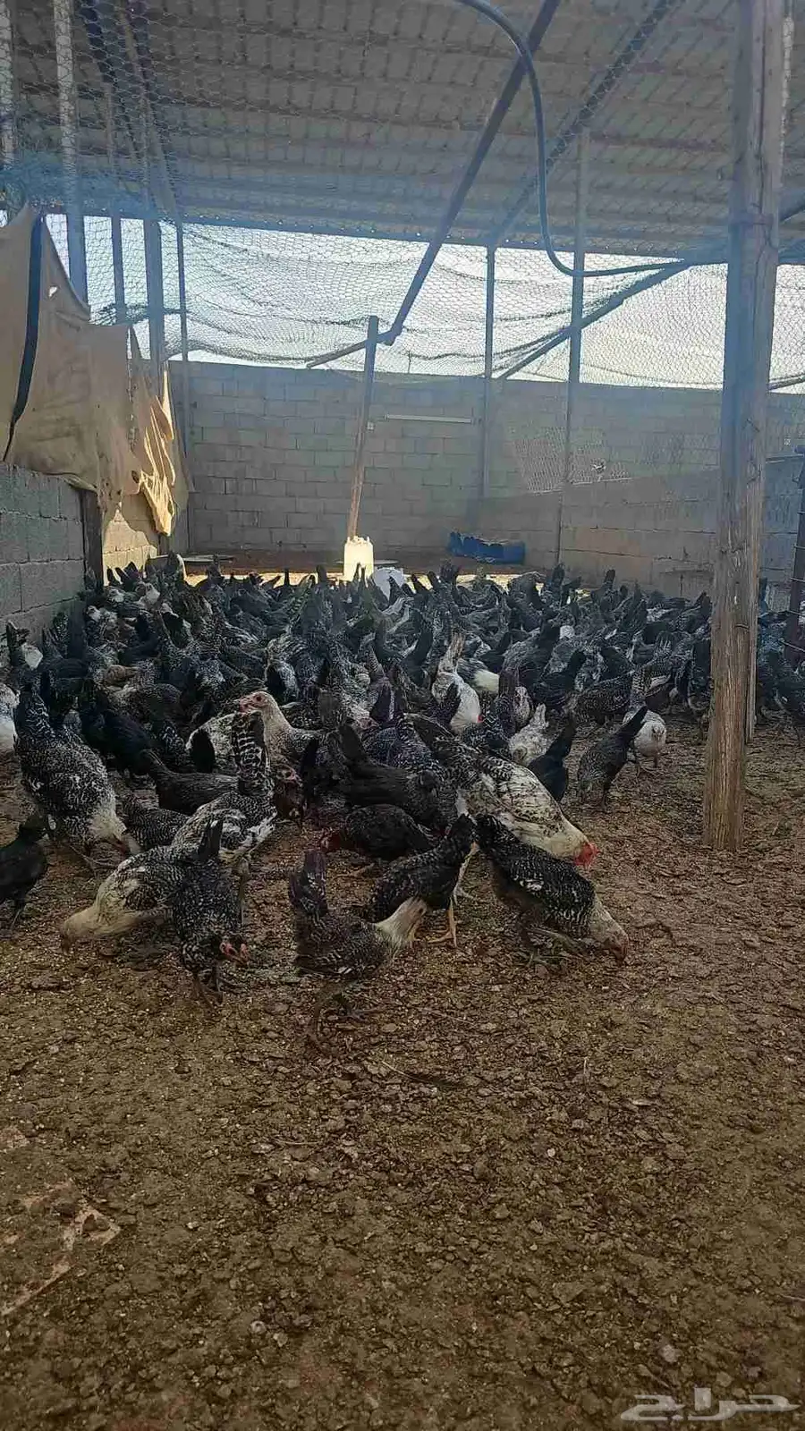 مزرعه الدجاج 3