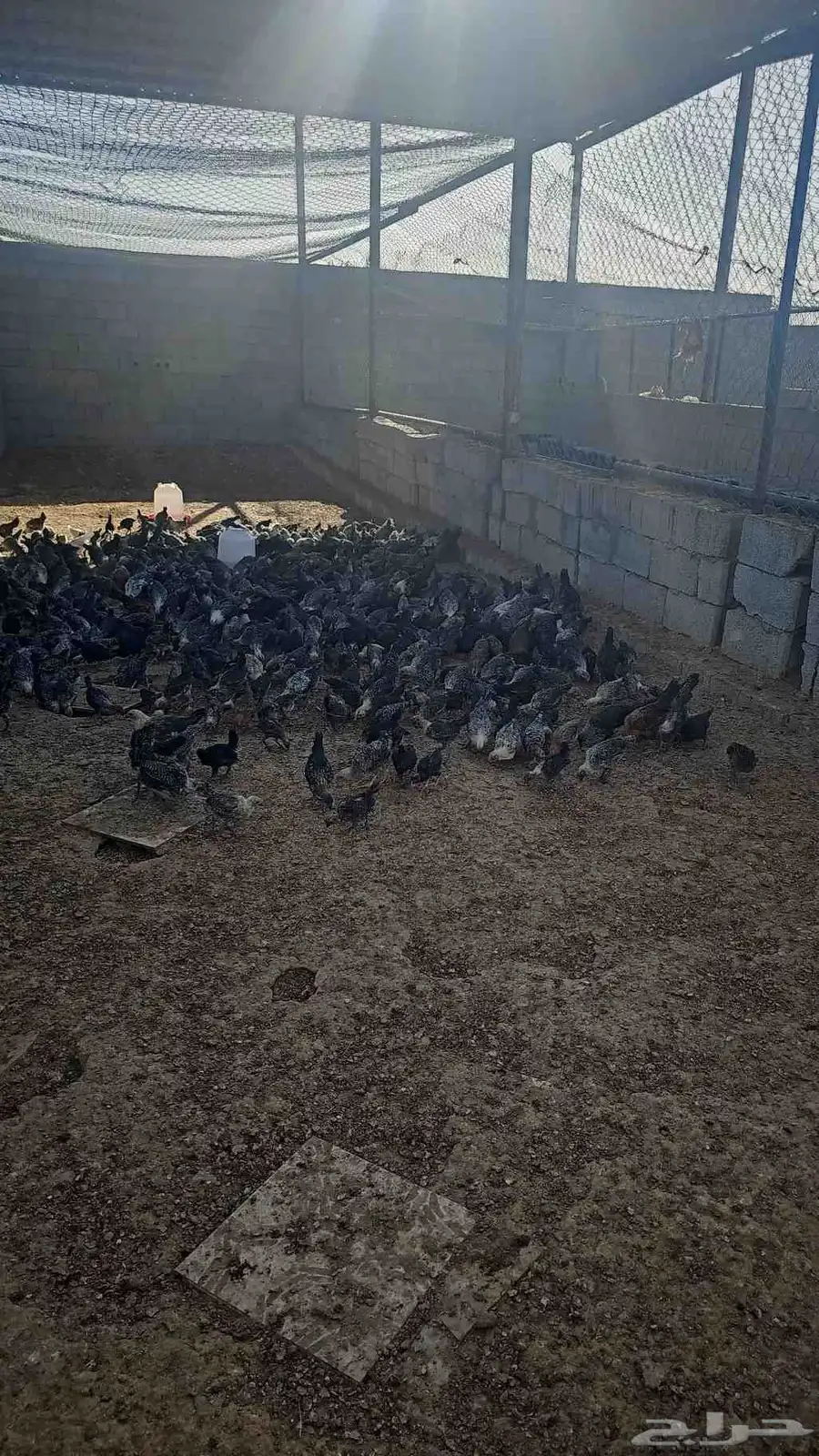 مزرعه الدجاج 2