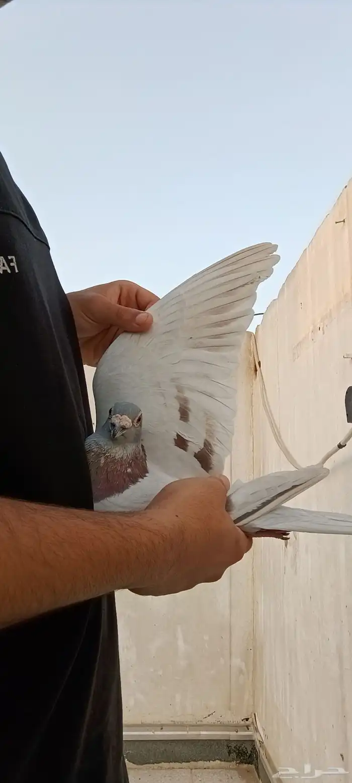 حمام زاجل سباق منتج 4